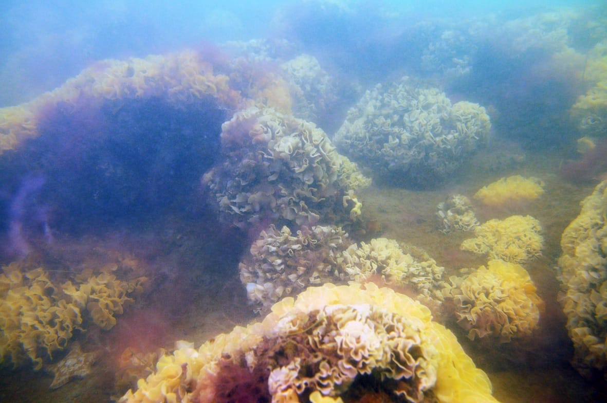 Western Port Bryozoan Reef Project